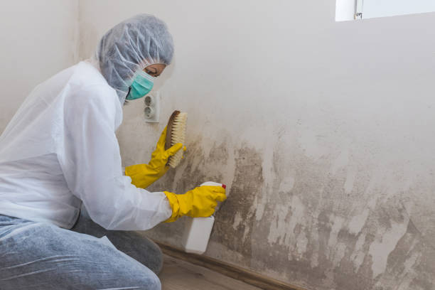 Best Post-Flood Mold Remediation in Lake Bryan, TX
