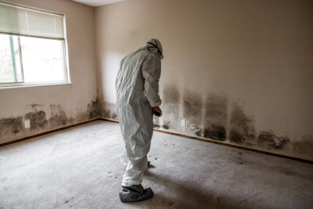 Best Post-Flood Mold Remediation in Lake Bryan, TX